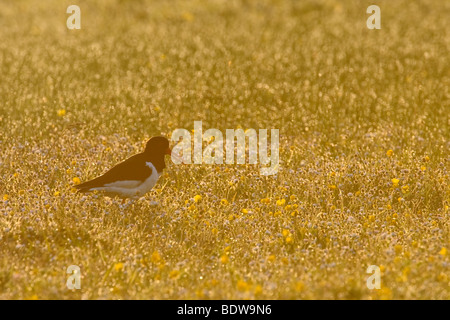 Austernfischer Haematopus Ostralegus in Machair im Morgengrauen. Insel South Uist, Schottland. Stockfoto