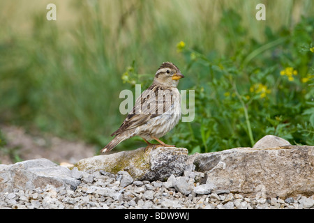 Rock-Sparrow (Petronia Petronia) thront auf Felsen Stockfoto