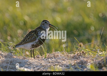 Alpenstrandläufer Calidris Alpina Sommer Erwachsene singen. Insel von North Uist, Western Isles, Schottland. Stockfoto