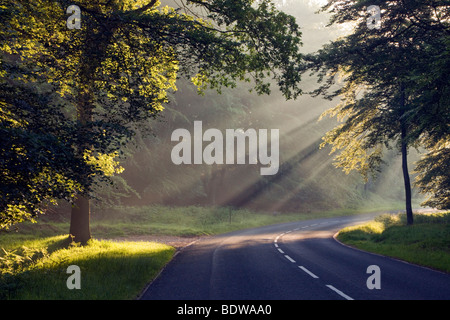 Sonnenstrahlen durch frühen Morgennebel bei Dawn Birken Tal Cannock Chase brennen Stockfoto