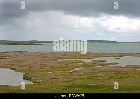 Salzwiesen und Sparsamkeit Armeria Maritima am Ufer des Sound Harris, North Uist, Schottland. Stockfoto