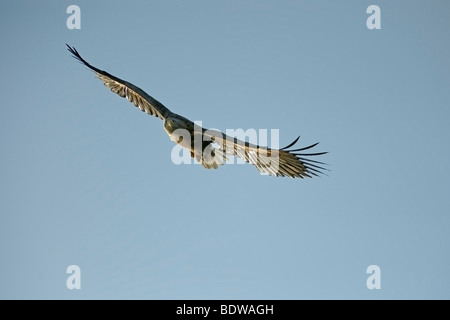 White-tailed Seeadler Haliaeetus Horste Erwachsener im Flug. Schottland. Stockfoto