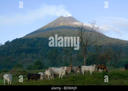 Ein Blick auf den Vulkan Arenal in Costa Rica in der Nähe von La Fortuna. Stockfoto