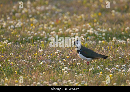 Gemeinsamen Kiebitz Vanellus Vanellus in Machair. Insel von North Uist, Western Isles, Schottland. Stockfoto