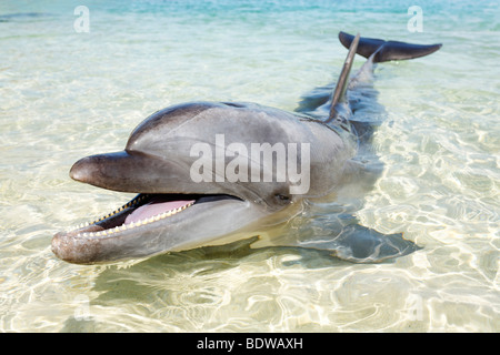 Große Tümmler (Tursiops Truncatus), seichtes Wasser, Ocean Adventure, Subic Bay, Luzon, Philippinen, South China Sea, Pazifik Stockfoto