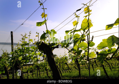 Reben im Weinberg in Überlingen am Bodensee, Baden-Württemberg, Deutschland, Europa Stockfoto