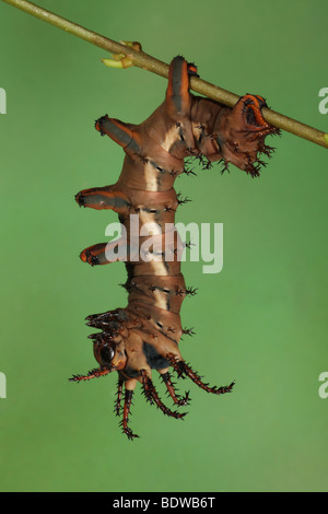 Hickory gehörnten Teufel Larve - Citheronia regalis Stockfoto