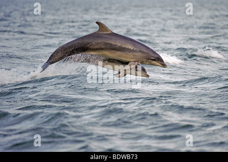 Bottlenose Dolphin Tursiops Truncatus Mutter und Kalb verletzen. Moray Firth, Schottland. Stockfoto