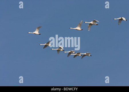 Herde von Tundra Schwäne (Cygnus Bewickii), fliegen, Naturschutzgebiet Wuemmewiesen Nature Reserve, Bremen, Deutschland, Europa Stockfoto