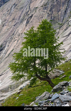 Zirbe oder Arolla Kiefer auf einem Pfad zum Lauteraar Gletscher, Grimsel Stausee, Grimselpass, Kanton Uri, Schweiz, Eur Stockfoto