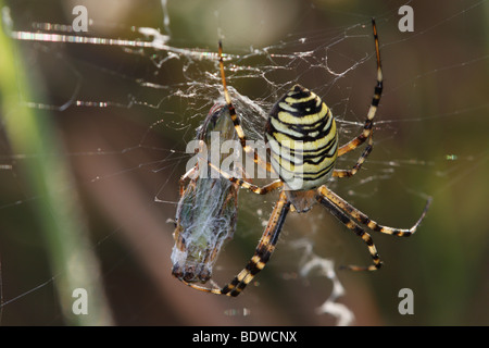 Wasp-Spinne mit Beute (Argiope Bruennichi). Die Spinne hat eine Heuschrecke gefangen. Stockfoto