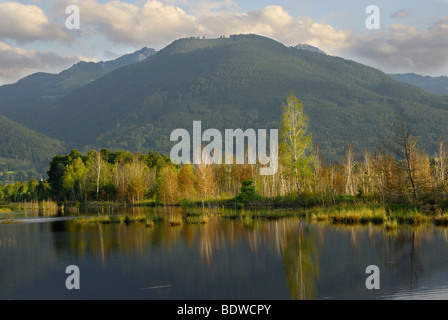 Abend in einem Moor-Teich mit Birkenhain (Betula Pubenscens), Berge in den hinteren, Grundbeckenmoor Bereich, Nicklheim, Bayern, G Stockfoto