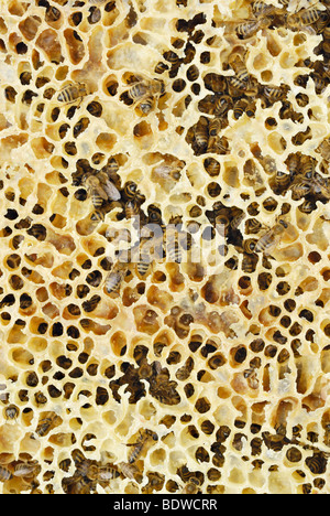 Natürliche Wachs Waben mit Honigbienen (Apis Mellifera) Stockfoto