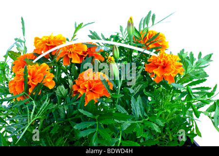 leuchtend orange Ringelblumen in Kunststofftöpfen auf weißem Hintergrund Stockfoto