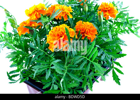 leuchtend orange Ringelblumen in Kunststofftöpfen auf weißem Hintergrund Stockfoto