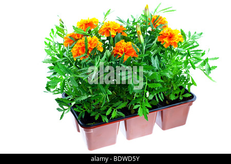 leuchtend orange Ringelblumen in Kunststofftöpfen auf weißem Hintergrund Stockfoto