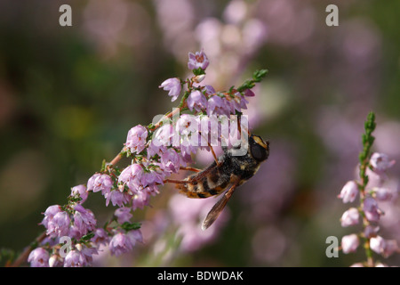 Sericomyia Silentis, ein Hoverfly, ernähren sich von Heather. Stockfoto