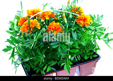 leuchtend orange Ringelblumen in Kunststofftöpfen auf weißem Hintergrund Stockfoto