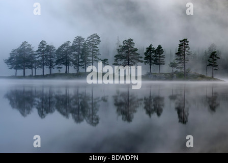 Nebligen Atmosphäre mit Kiefern (Pinus Sylvestris), Spiegelbild im See, Norwegen, Europa Stockfoto