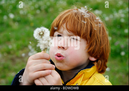 Boy bläst ein Pusteblumen (Taraxacum Sect. Ruderalia) Stockfoto