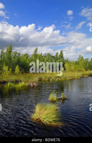 Moorlandschaft mit Teich und Birkenhain (Betula Pubescens), Alpenvorland, Grundbeckenmoor Bereich, Nicklheim, Bayern, G Stockfoto