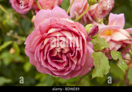 Nahaufnahme von doppelten rosa Rose / Rosa Blüte bedeckt in Regentropfen nach Regen Stockfoto