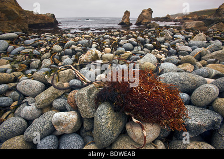 Getrockneter Seetang auf felsigen Strand, Big Sur Coast, Kalifornien, USA. Stockfoto