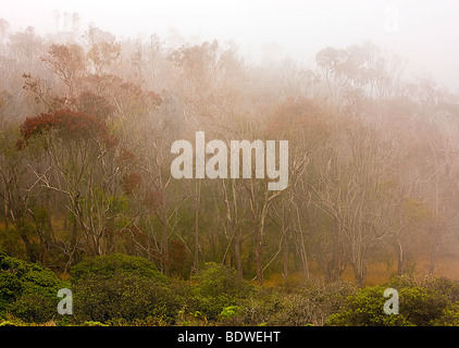 Sommer Nebel Drifts vorbei an einem Hain von Eukalyptusbäumen an der Montana de Oro State Park, Los Osos, California, USA. Stockfoto