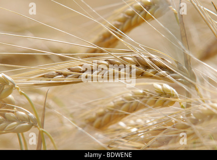 Ohren von Gerste (Hordeum Vulgare) Stockfoto