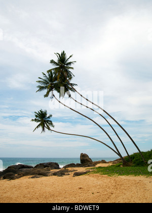 Strand der Südküste Sri Lanka Stockfoto