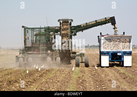 Zuckerrüben sind mechanisch aus den geraden Zeilen in den Boden gezogen und ließ sich in der Erwartung Trailer. Stockfoto