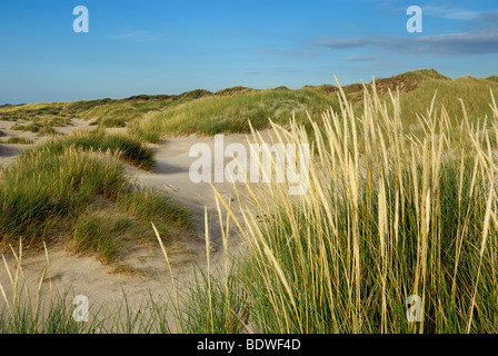 Dünenlandschaft, Weiße Düne mit Marram Gras (Ammophila arenaria) vorne, Dünen in der Nähe von Rødhus, Roedhus, Nordjütland, Dänemark, Stockfoto