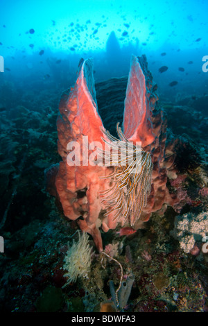 Riesiges Fass-Schwamm (Xestospongia Testudinaria), Indonesien Stockfoto