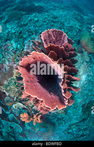 Riesiges Fass-Schwamm (Xestospongia Testudinaria), Indonesien Stockfoto