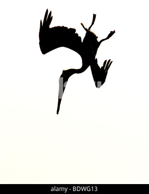 Silhouette des Tauchen braune Pelikan Pelecanus occidentalis Stockfoto