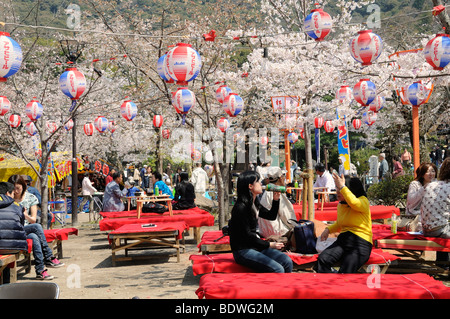 Kirschblütenfest im Maruyama-Park in Kyoto, Japan, Südostasien, Asien Stockfoto