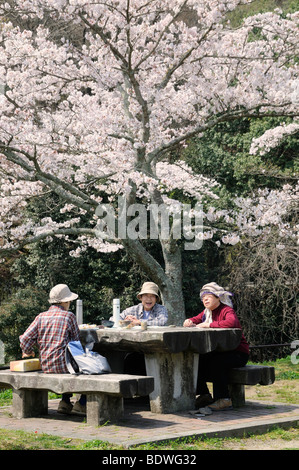 Senioren mit einem Picknick unter einem blühenden Kirschbaum Baum in Iwakura, Japan, Südostasien, Asien Stockfoto