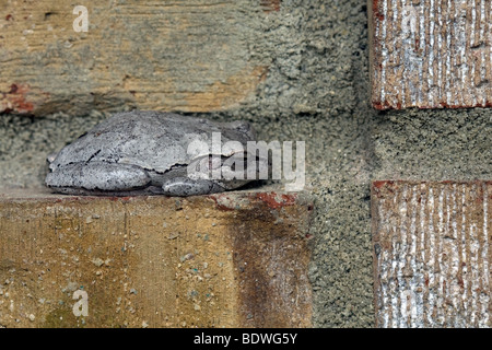 Versuchen, tagsüber in einem Mörser Gelenk zu verbergen. Stockfoto