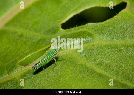 Leafhopper, Ordnung Hemiptera Familie Cicadellidae, auf einem Blatt. Fotografiert in Costa Rica. Stockfoto