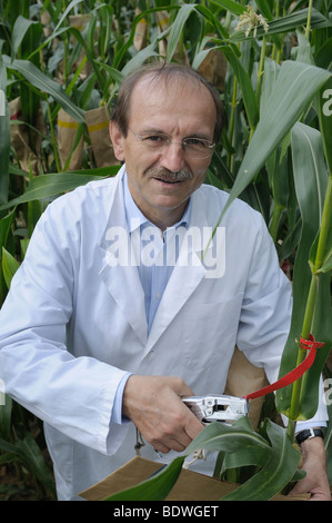 Prof. Dr. Melchinger, Hybrid-Forschung auf die experimentelle Maisfeld an der Universität Hohenheim, Baden-Württemberg, Deutschland Stockfoto