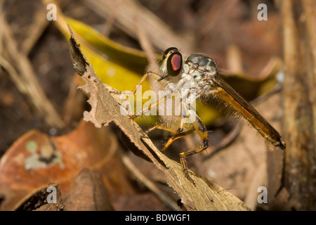 Ein Räuber fliegen, Auftrag Diptera, Asilidae Familie. Fotografiert in Costa Rica. Stockfoto