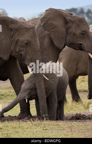 Schließen kleine Baby Afrikanischer Elefant mit Herde, erreichen Trunk aus hinter den langen Rüssel graben seine schützende Mütter im Schmutz in der Masai Mara Kenia Afrika Stockfoto