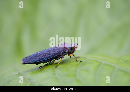 Lila Leafhopper, Ordnung Hemiptera Familie Cicadellidae, auf einem Blatt. Fotografiert in Costa Rica. Stockfoto