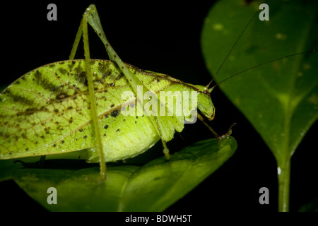 Eine gut getarnte Grashuepfer Bestellung Orthopteren, Familie Tettigoniidae. Fotografiert in den Bergen von Costa Rica. Stockfoto