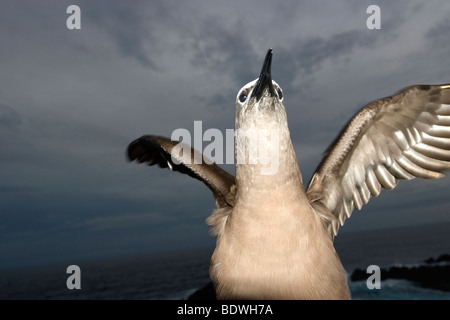 Braune Noddy, Anous Stolidus, in der Dämmerung, St. Peter und St. Paul Felsen, Brasilien, Atlantik Stockfoto