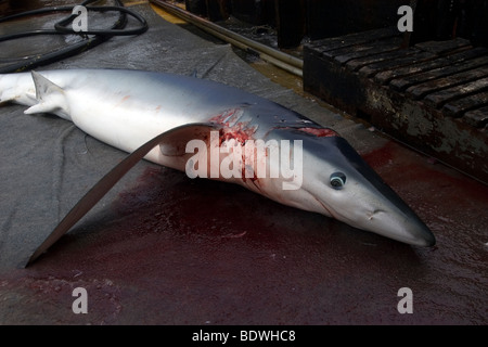 Toten Blauhai Prionace Glauca, Offshore-kommerziellen Langleinen Hai angeln, Brasilien, Atlantik Stockfoto