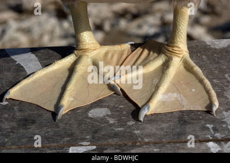 Braune Tölpel, Sula Leucogaster, Detail der Füße St. Peter und St. Paul Felsen, Brasilien, Atlantik Stockfoto