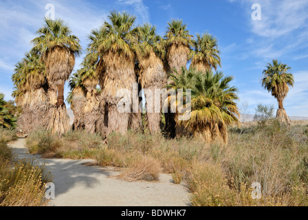 Trail durch Petticoat Palmen, Wüste Fan Palmen (Washingtonia Filifera), Mc Callum Grove, Coachella Valley zu bewahren, Palm Stockfoto