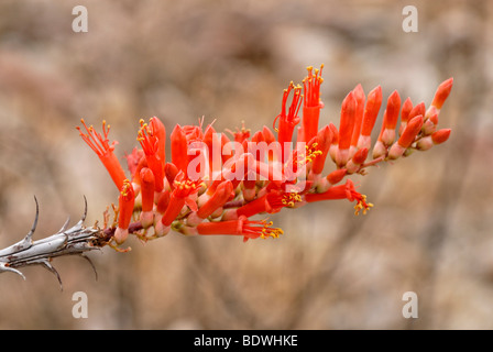 Blüte der Reben Kaktus (Fouquieria Splendens), Anza-Borrego Desert State Park, Southern California, California, USA Stockfoto