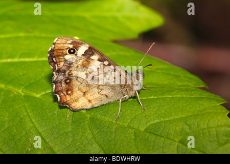 Gesprenkelte Holz (Parage Aegeria) Schmetterling sitzt auf einem Blatt Stockfoto